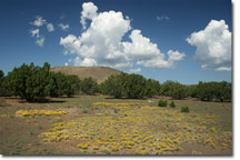 Alpine Ranches